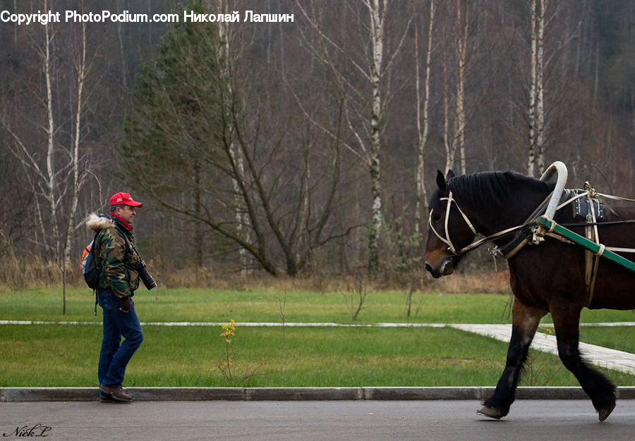 Human, People, Person, Animal, Horse, Mammal, Team