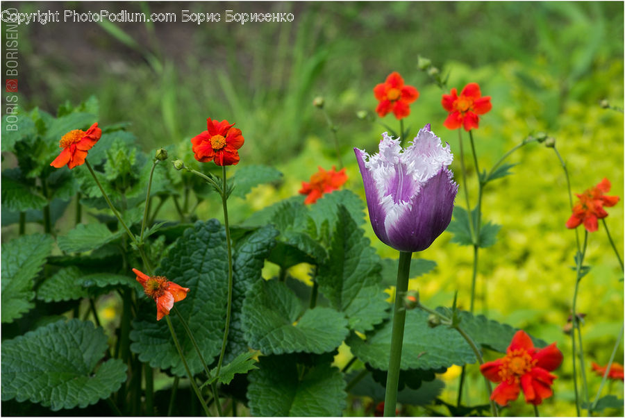 Flora, Flower, Hibiscus, Plant, Poppy, Blossom, Geranium