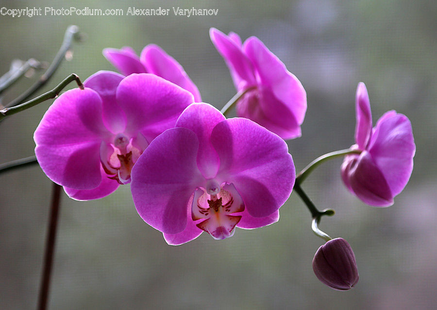 Blossom, Flora, Flower, Geranium, Plant, Lupin, Orchid