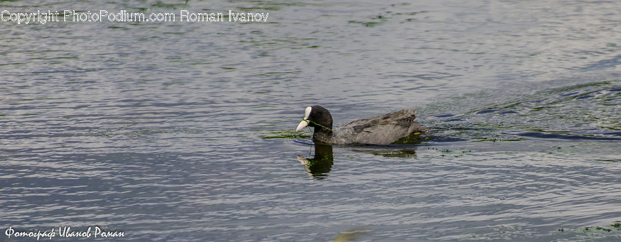 Bird, Waterfowl, Duck, Teal