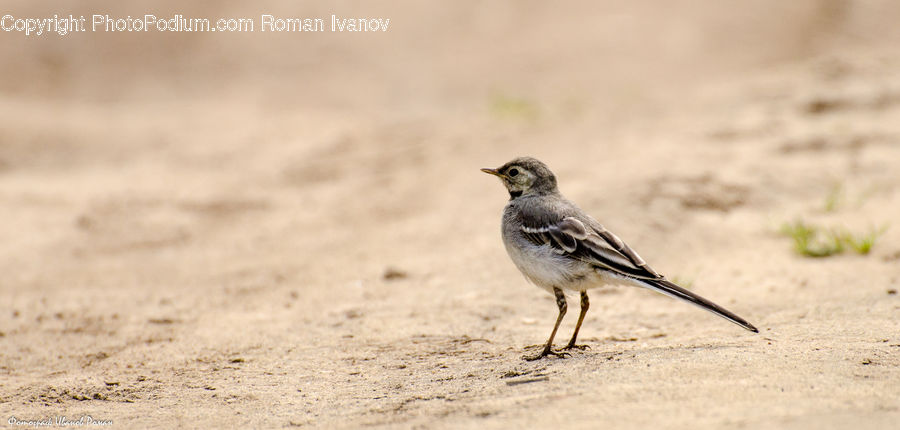 Anthus, Bird, Sparrow, Field, Grass, Grassland, Plant