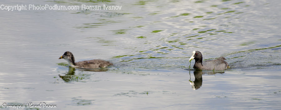 People, Person, Human, Bird, Duck, Teal, Waterfowl