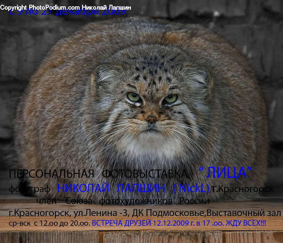 Animal, Leopard, Lynx, Wildlife