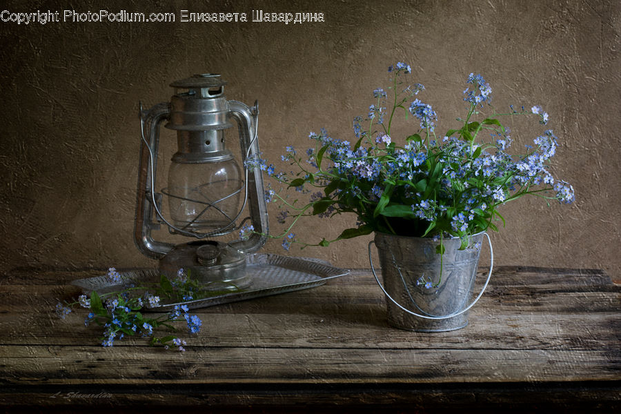 Plant, Potted Plant, Pot, Pottery, Blossom, Flora, Flower