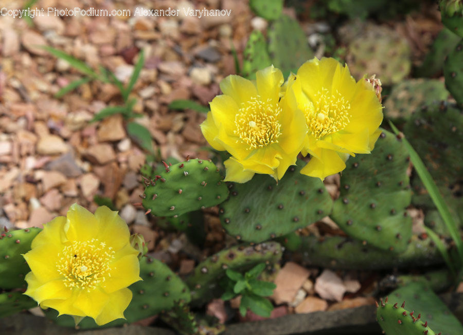 Cactus, Plant, Asteraceae, Blossom, Flora, Flower
