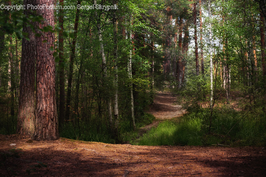 Forest, Vegetation, Dirt Road, Gravel, Road, Oak, Tree