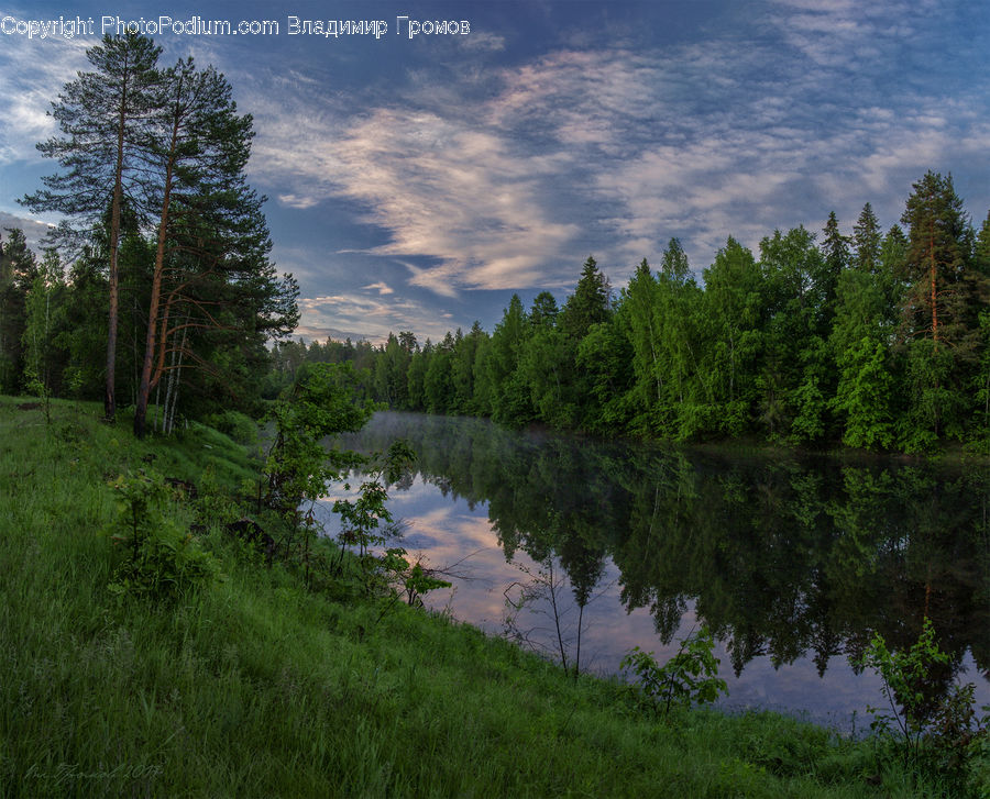 Conifer, Fir, Plant, Tree, Field, Grass, Grassland