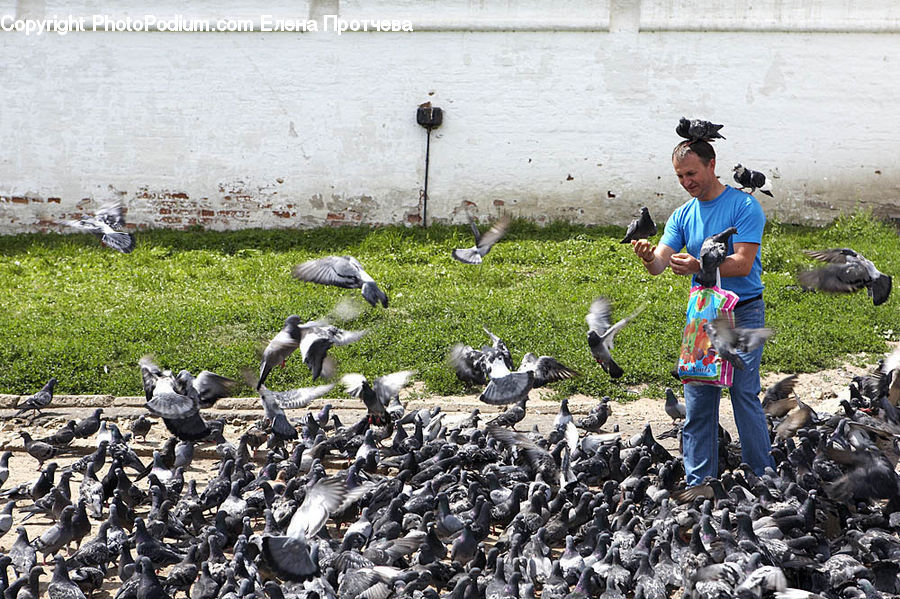 Human, People, Person, Bird, Pigeon, Animal, Wildlife