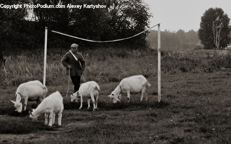 People, Person, Human, Animal, Mammal, Sheep, Countryside