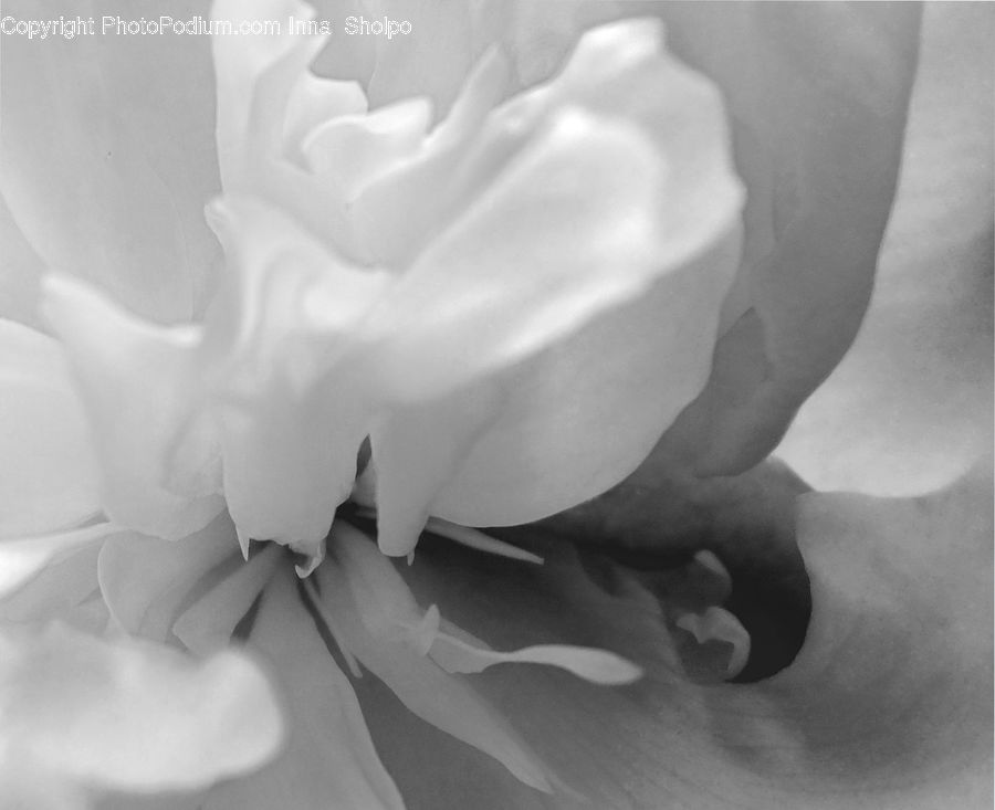 People, Person, Human, Blossom, Flower, Peony, Plant