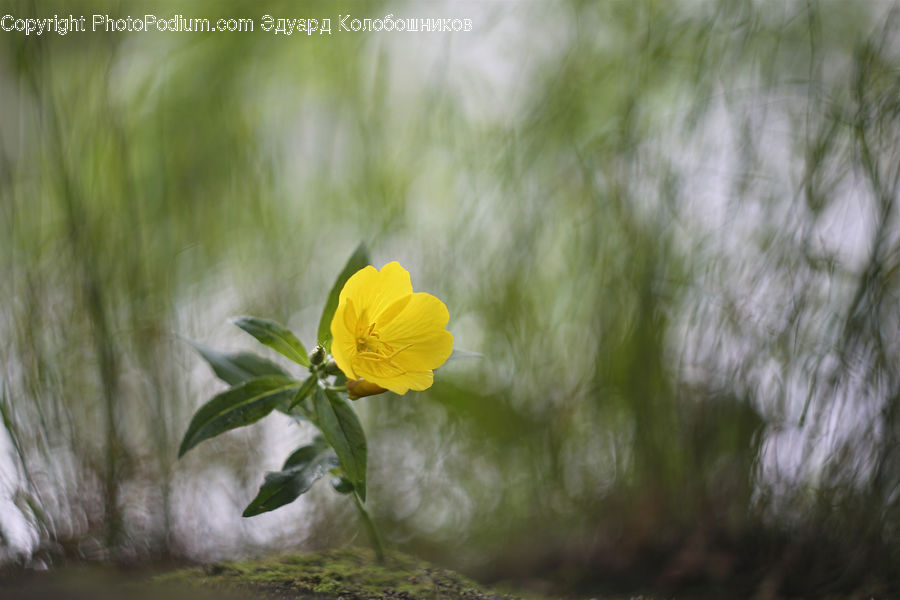 Fiber, Flax, Flora, Flower, Plant, Blossom, Field