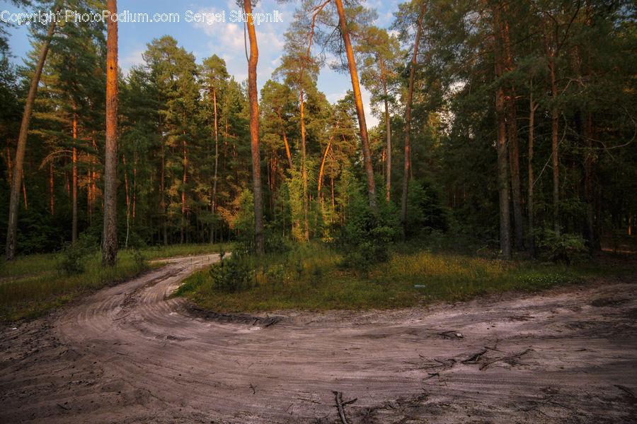 Dirt Road, Gravel, Road, Fir, Forest, Grove, Vegetation
