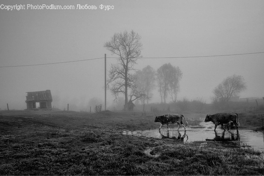 Animal, Bull, Cattle, Longhorn, Mammal, Countryside, Outdoors