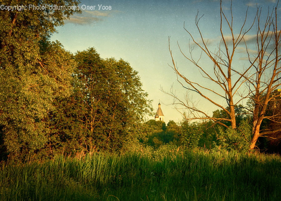 Field, Grass, Grassland, Plant, Land, Outdoors, Landscape