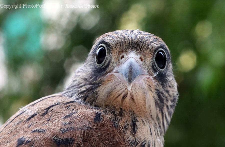 Beak, Bird, Buzzard, Harrier, Hawk, Vulture