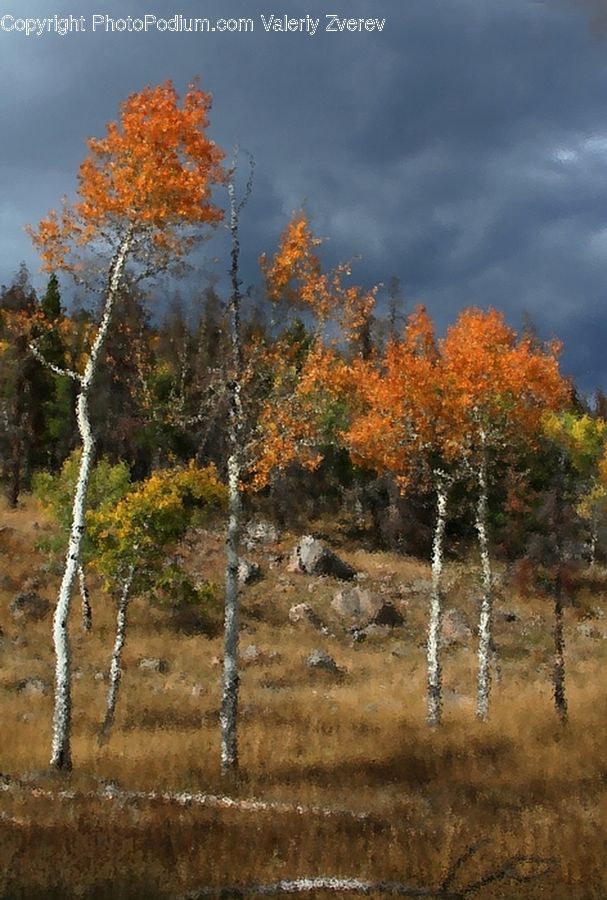 Birch, Tree, Wood, Plant, Conifer, Larch, Forest