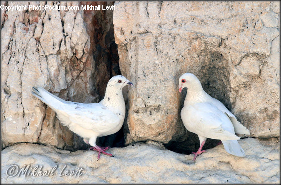 Bird, Dove, Pigeon