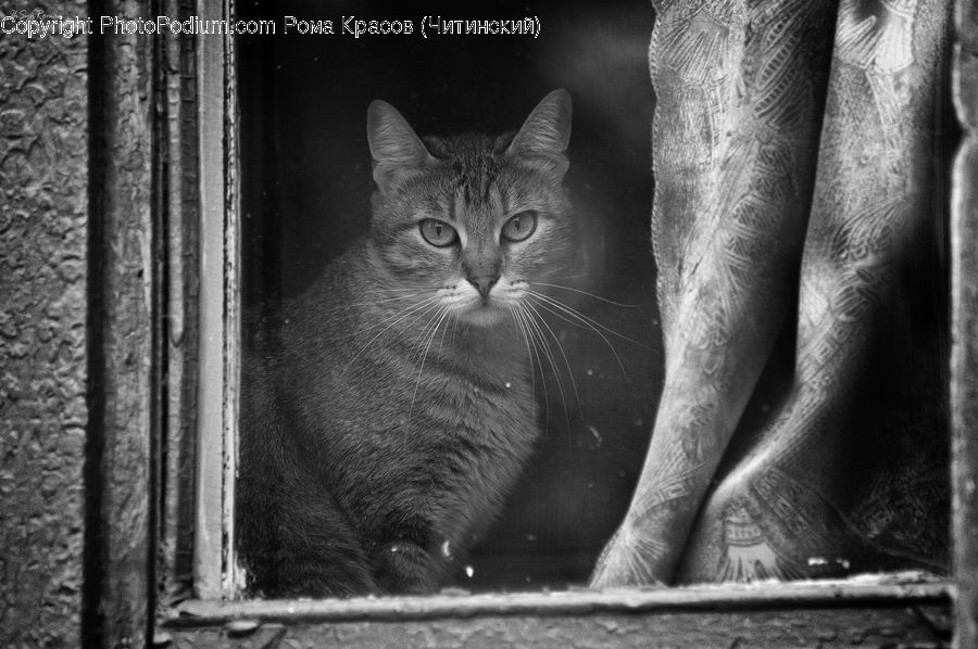 Abyssinian, Animal, Cat, Mammal, Pet, Adorable