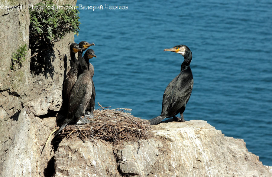 Bird, Cormorant, Waterfowl, Rock, Soil, Outdoors