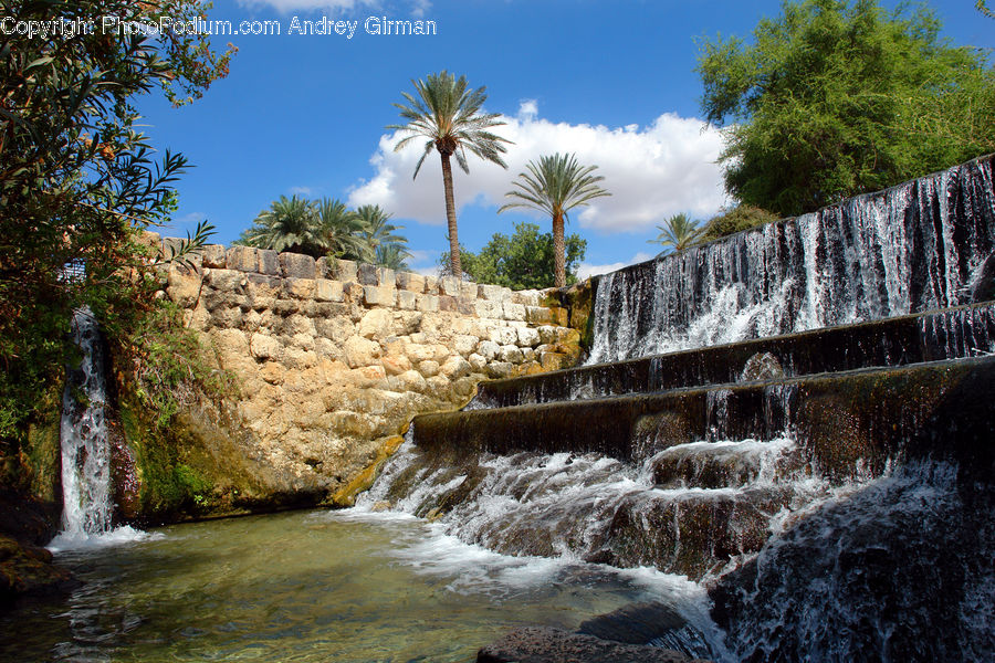 Palm Tree, Plant, Tree, Creek, Outdoors, River, Water