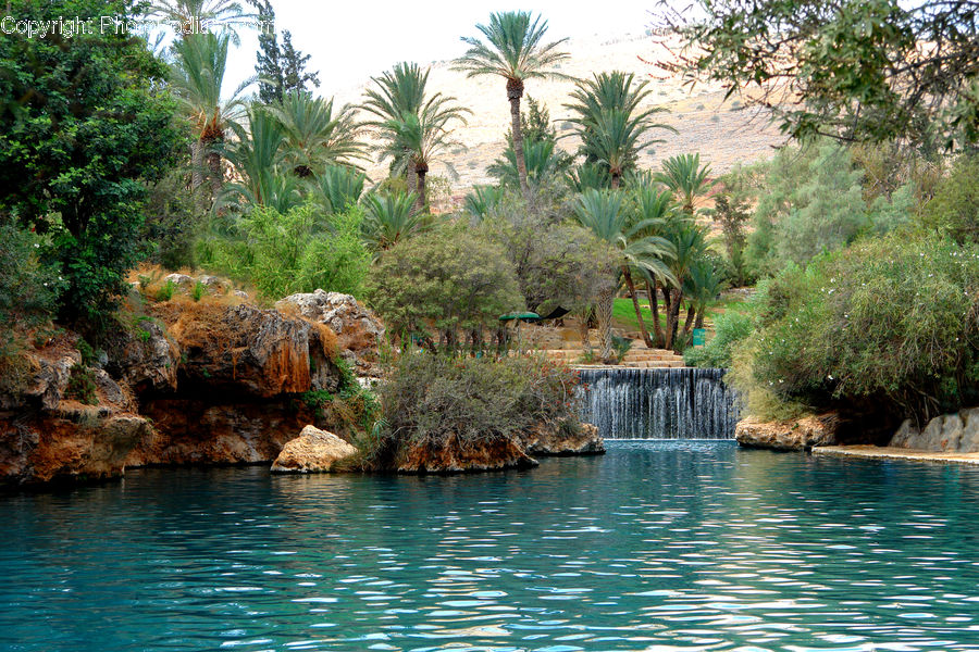 Arecaceae, Palm Tree, Plant, Tree, Water, Fern, Lagoon