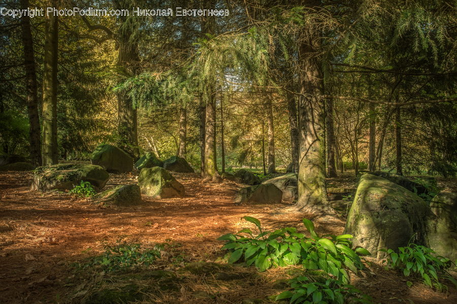 Forest, Grove, Land, Vegetation, Jungle, Rainforest, Field