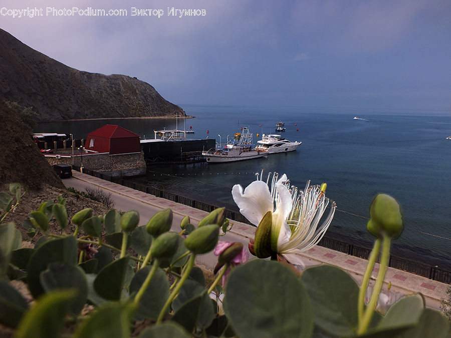 Cactus, Plant, Hotel, Resort, Coast, Outdoors, Sea