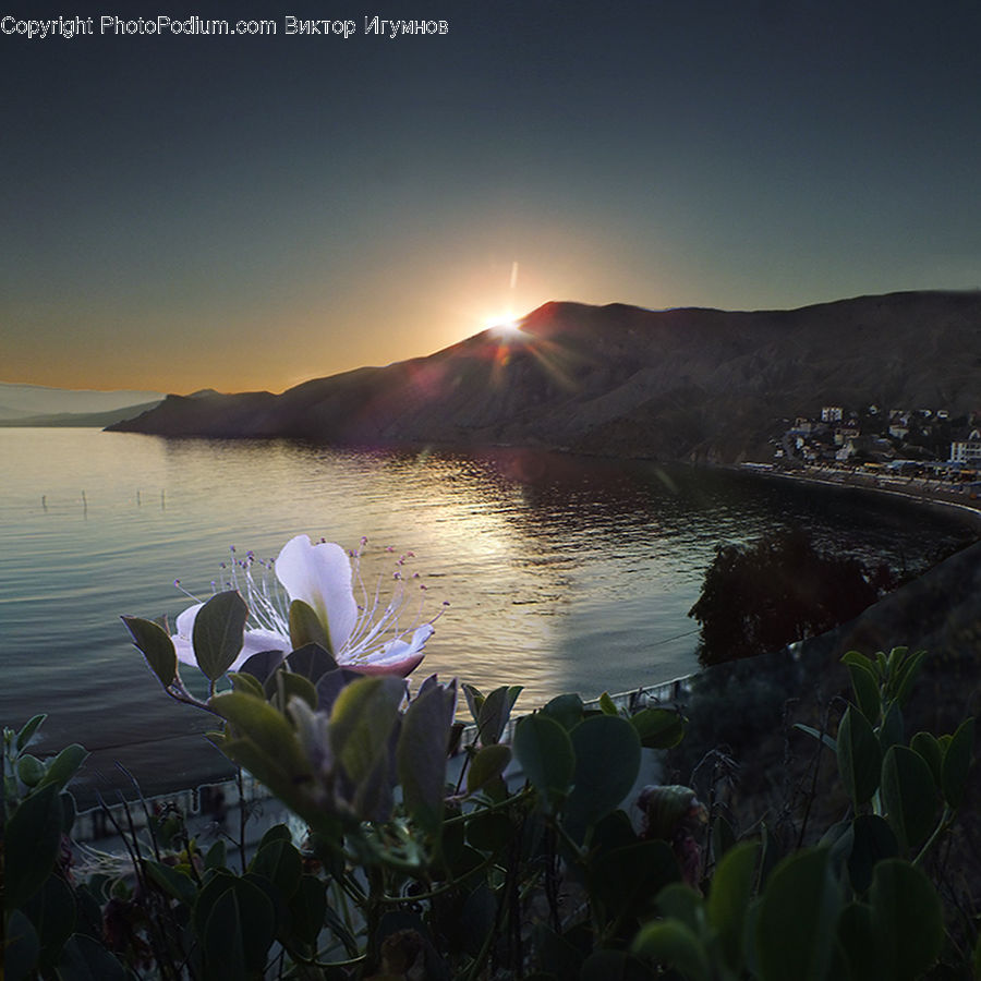 Dawn, Dusk, Sky, Sunrise, Sunset, Plant, Cactus