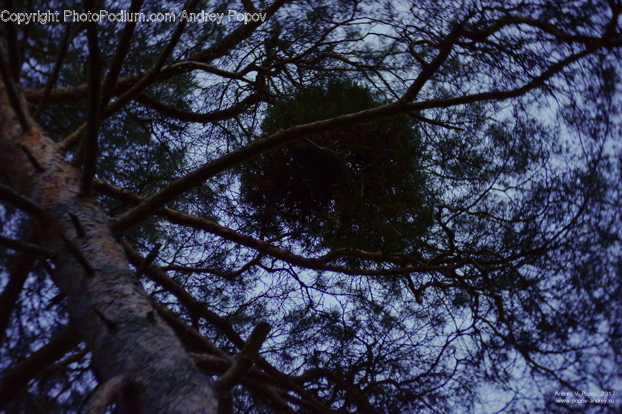 Conifer, Fir, Plant, Tree, Oak, Wood, Forest