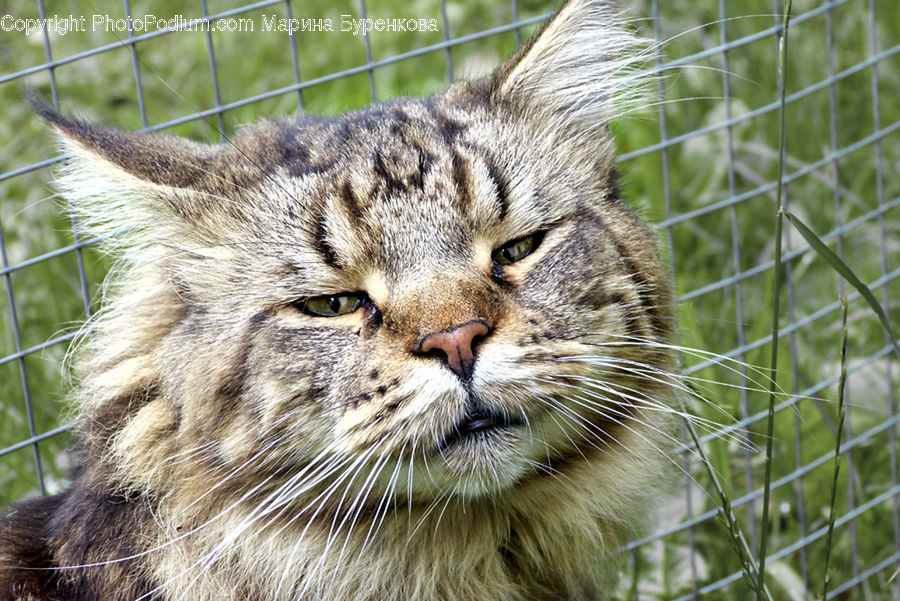 Animal, Cat, Mammal, Pet