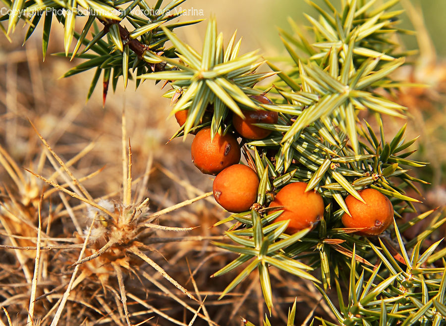 Conifer, Fir, Plant, Tree, Aloe, Blossom, Flora
