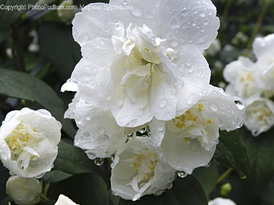 Blossom, Flora, Flower, Plant, Peony, Cherry Blossom, Crocus