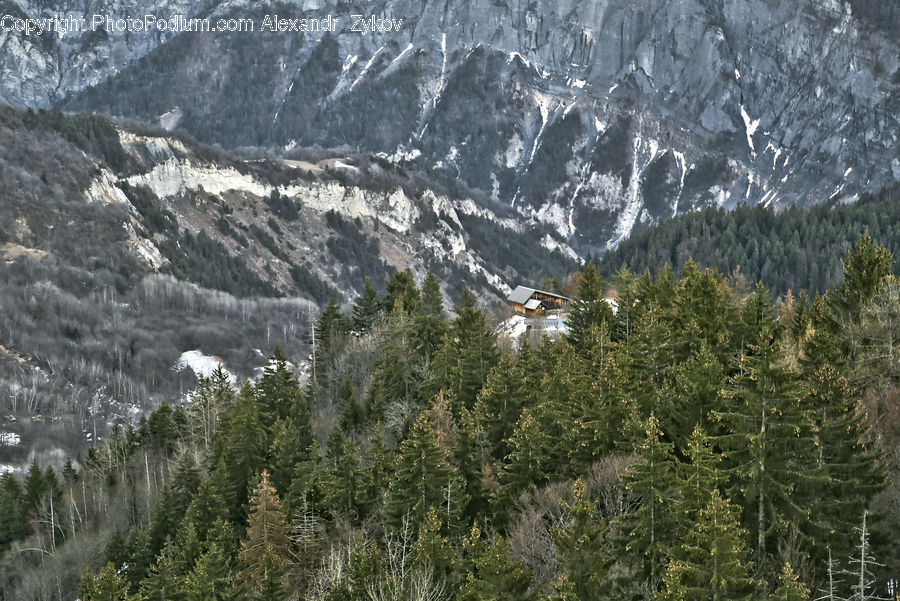 Alps, Crest, Mountain, Peak, Outdoors, Conifer, Fir