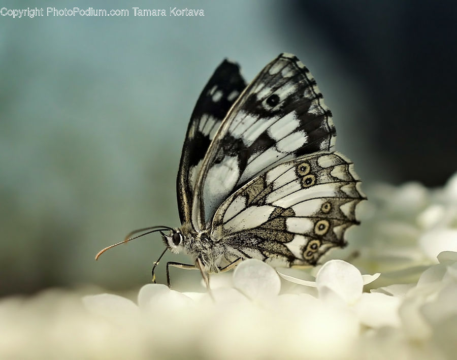 Butterfly, Insect, Invertebrate, Dish, Food, Plate, Blossom