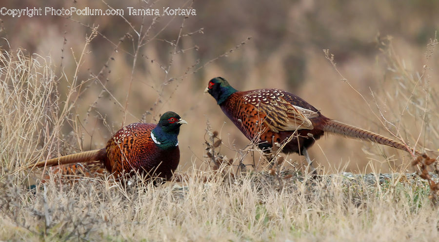 Bird, Pheasant, Partridge, Grouse, Field, Grass, Grassland
