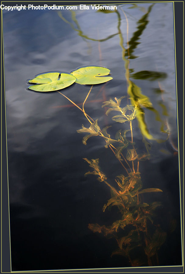Aquarium, Aquatic, Sea Life, Water, Flower, Lily, Plant