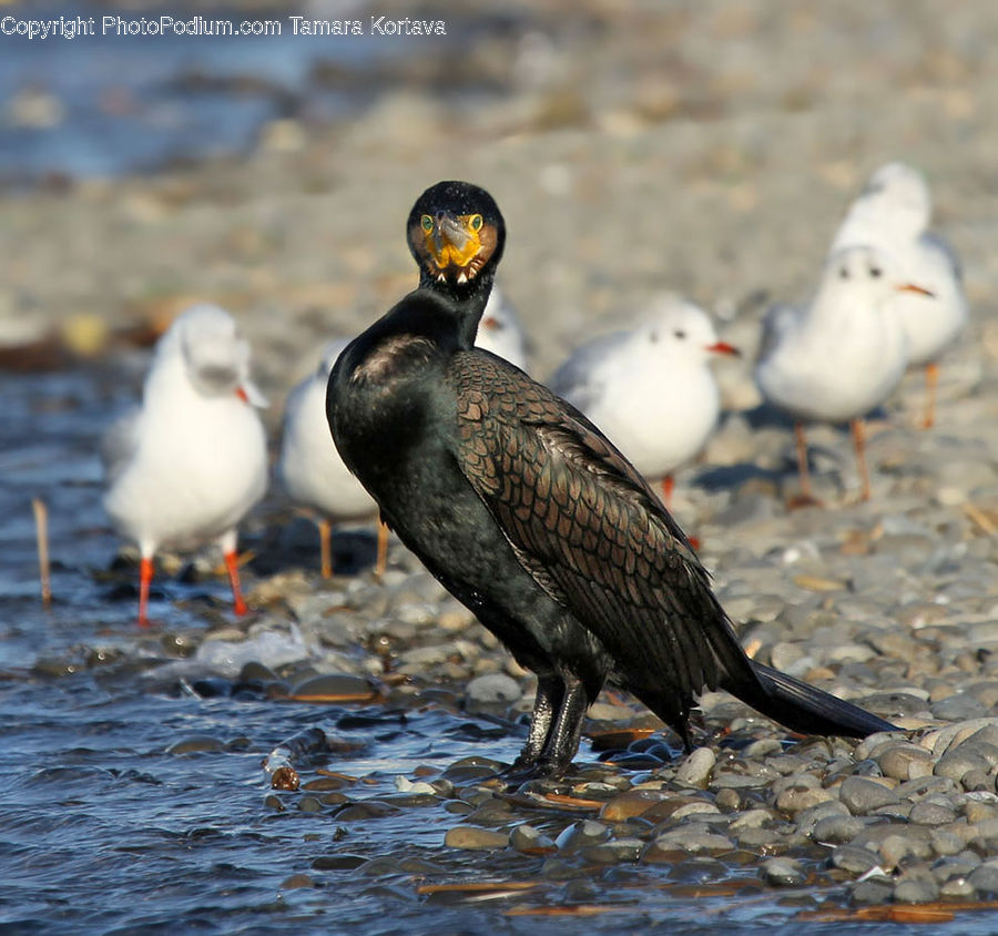 Bird, Seagull, Beak, Cormorant, Waterfowl, Duck, Teal