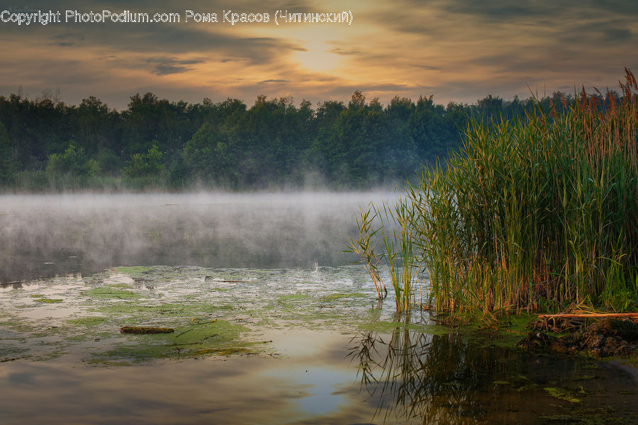 Land, Marsh, Pond, Swamp, Water, Outdoors, Field