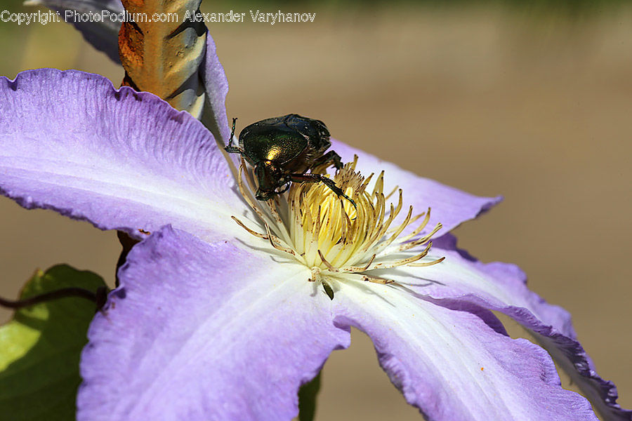 Bee, Insect, Invertebrate, Bumblebee, Honey Bee, Blossom, Flora