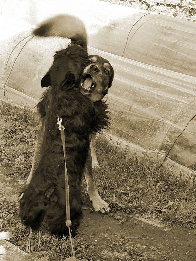 Animal, Canine, Dog, Mammal, Newfoundland, Pet, Cocker Spaniel