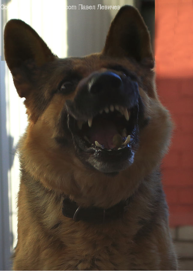 Animal, Canine, Dog, German Shepherd, Mammal, Pet, Husky