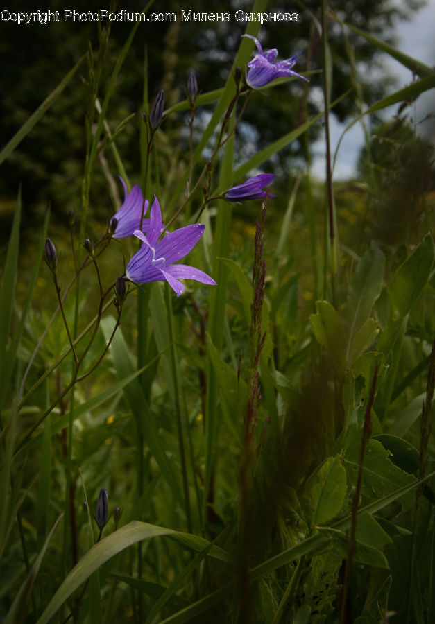 Flora, Flower, Gladiolus, Plant, Blossom, Geranium, Aquilegia