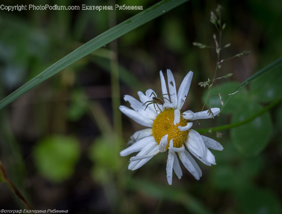 Daisies, Daisy, Flower, Plant, Blossom, Flora, Asteraceae