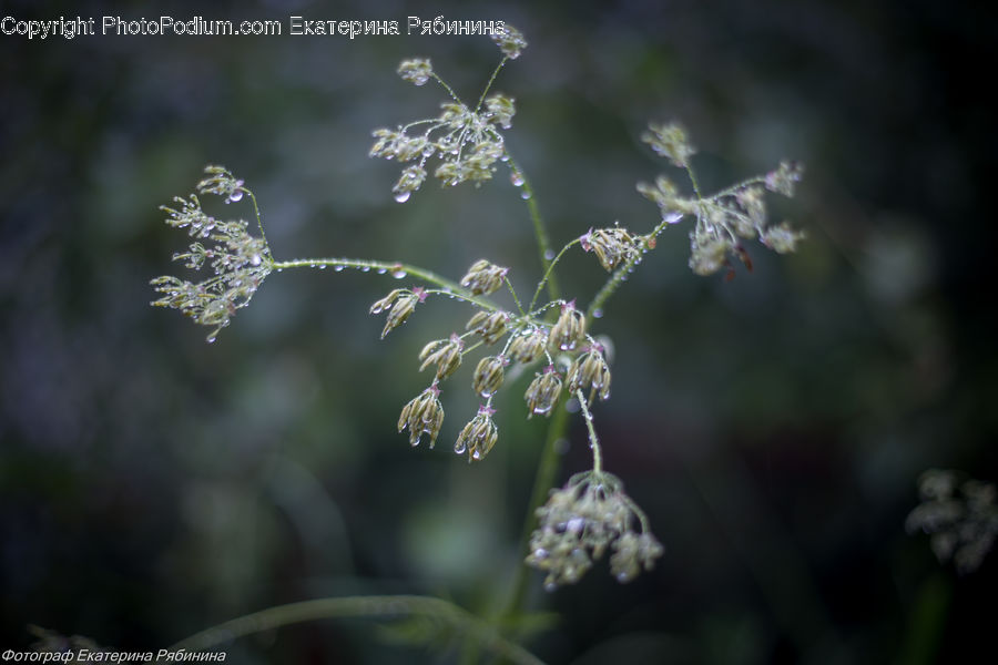 Plant, Weed, Dill, Blossom, Flora, Flower, Fish