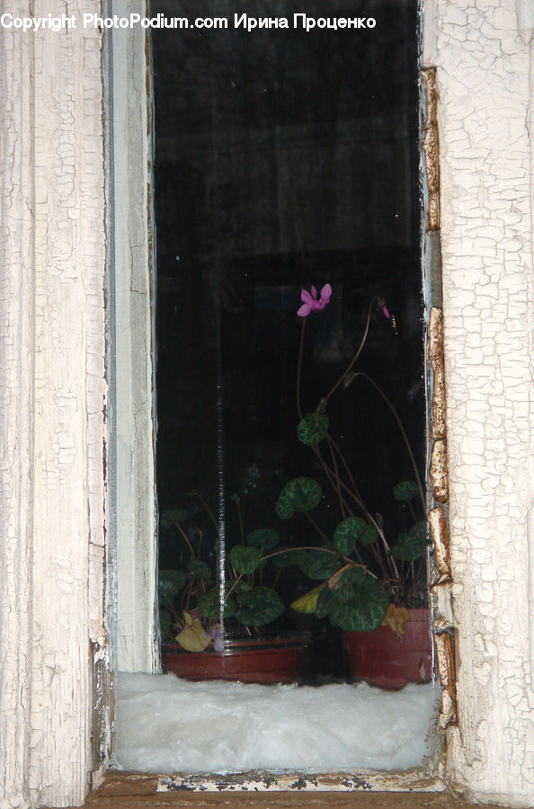 Plant, Potted Plant, Ivy, Vine, Blossom, Flora, Flower
