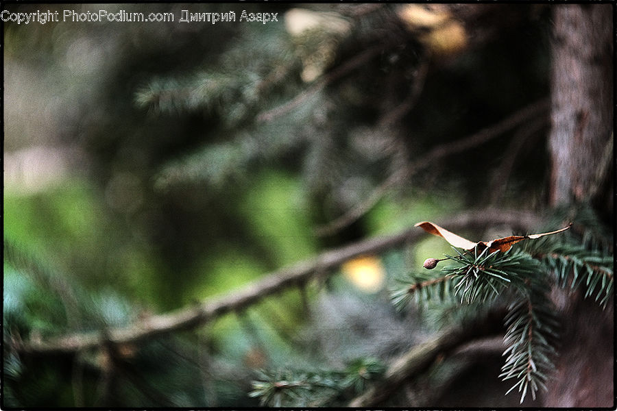 Conifer, Fir, Plant, Tree, Pine, Spruce, Wood
