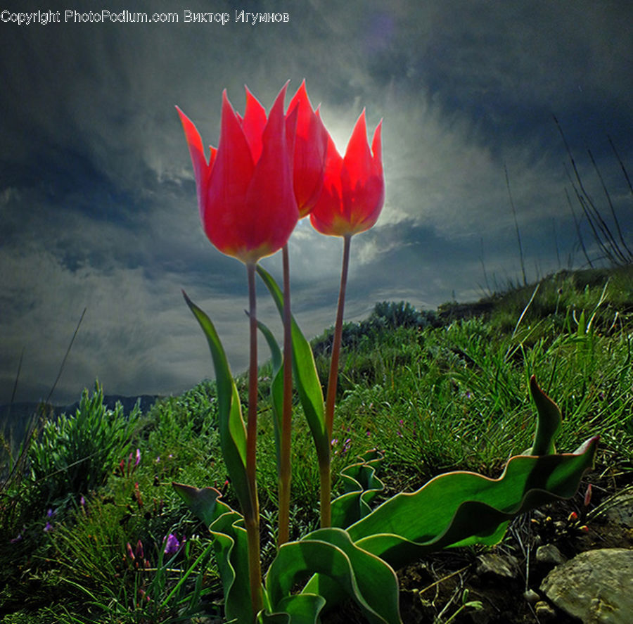 Plant, Blossom, Flora, Flower, Field, Grass, Grassland