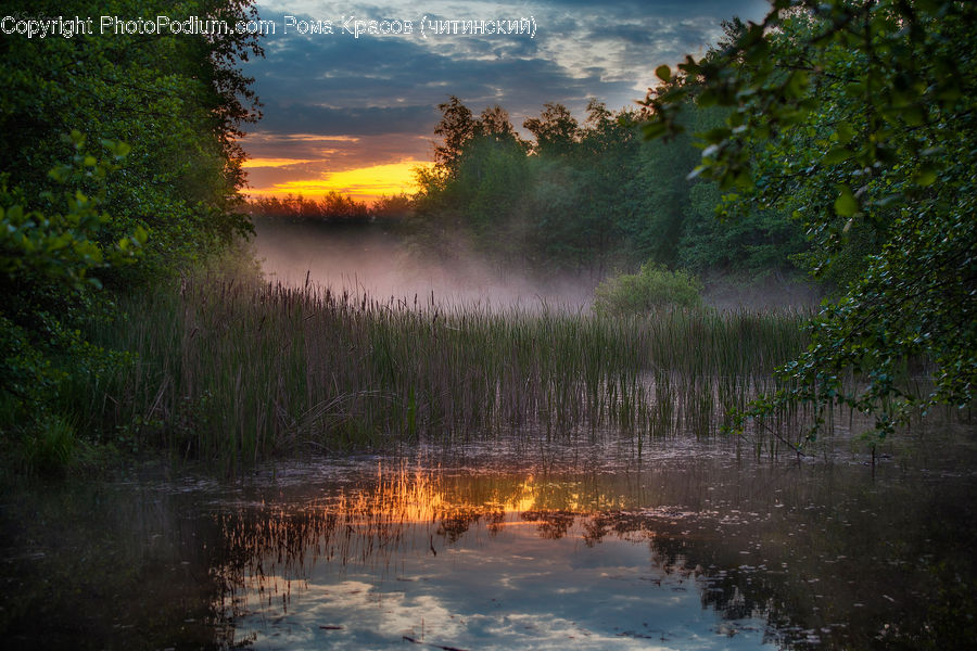 Forest, Jungle, Plant, Tree, Land, Marsh, Pond