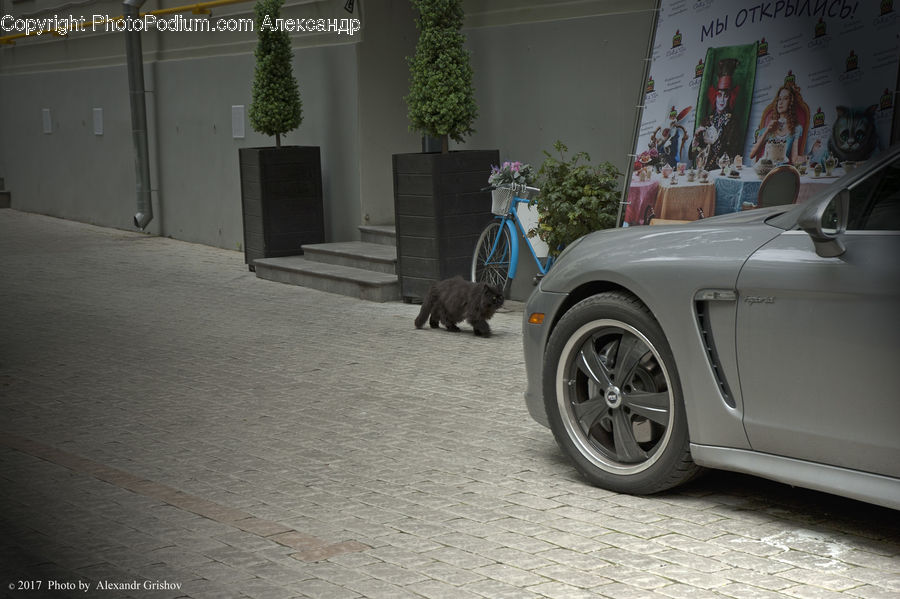 Bonsai, Plant, Potted Plant, Tree, Automobile, Car, Vehicle