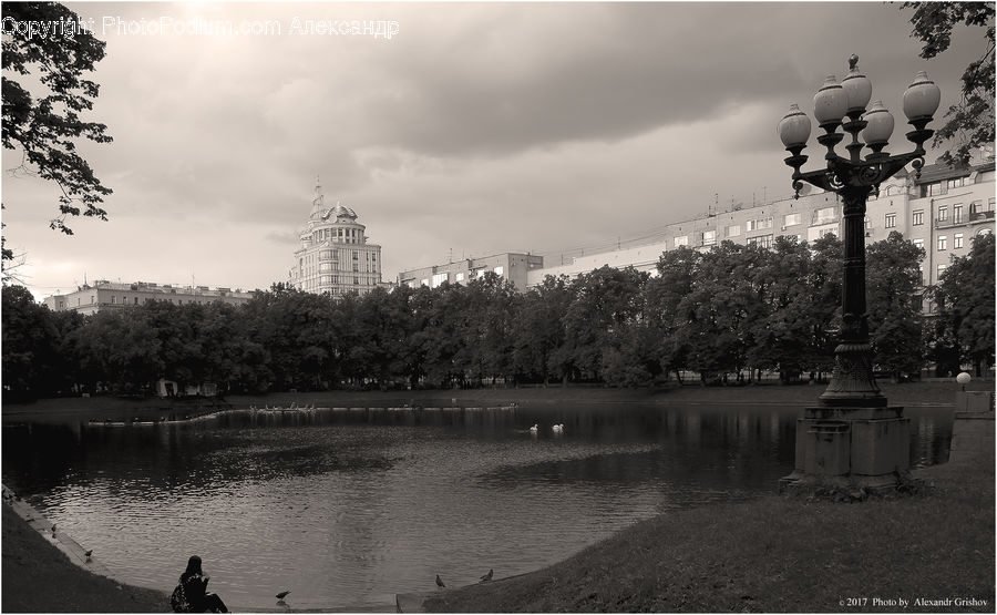 Plant, Tree, City, Downtown, Metropolis, Conifer, Fir
